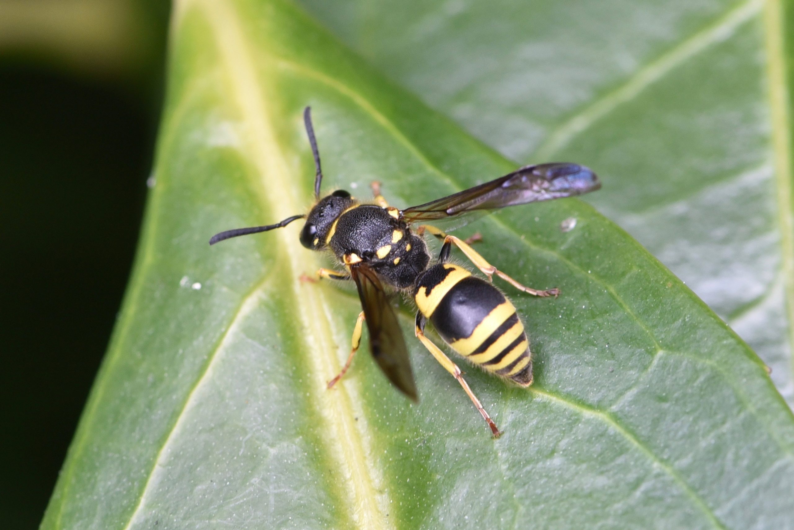 La guêpe commune Quel est cet animal