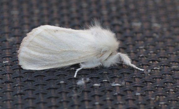 Papillon Blanc Archives Quel Est Cet Animal