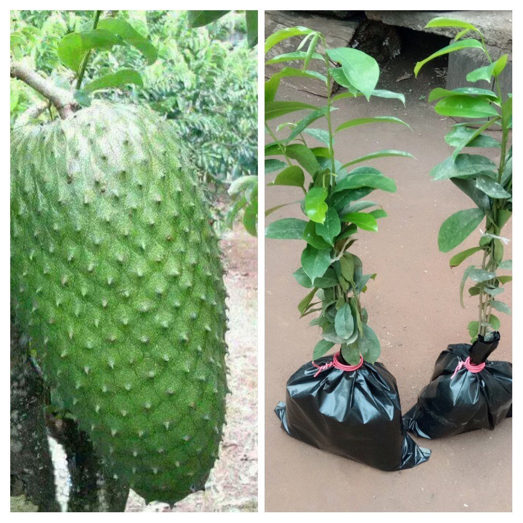 Soursop seedling Quemems farms
