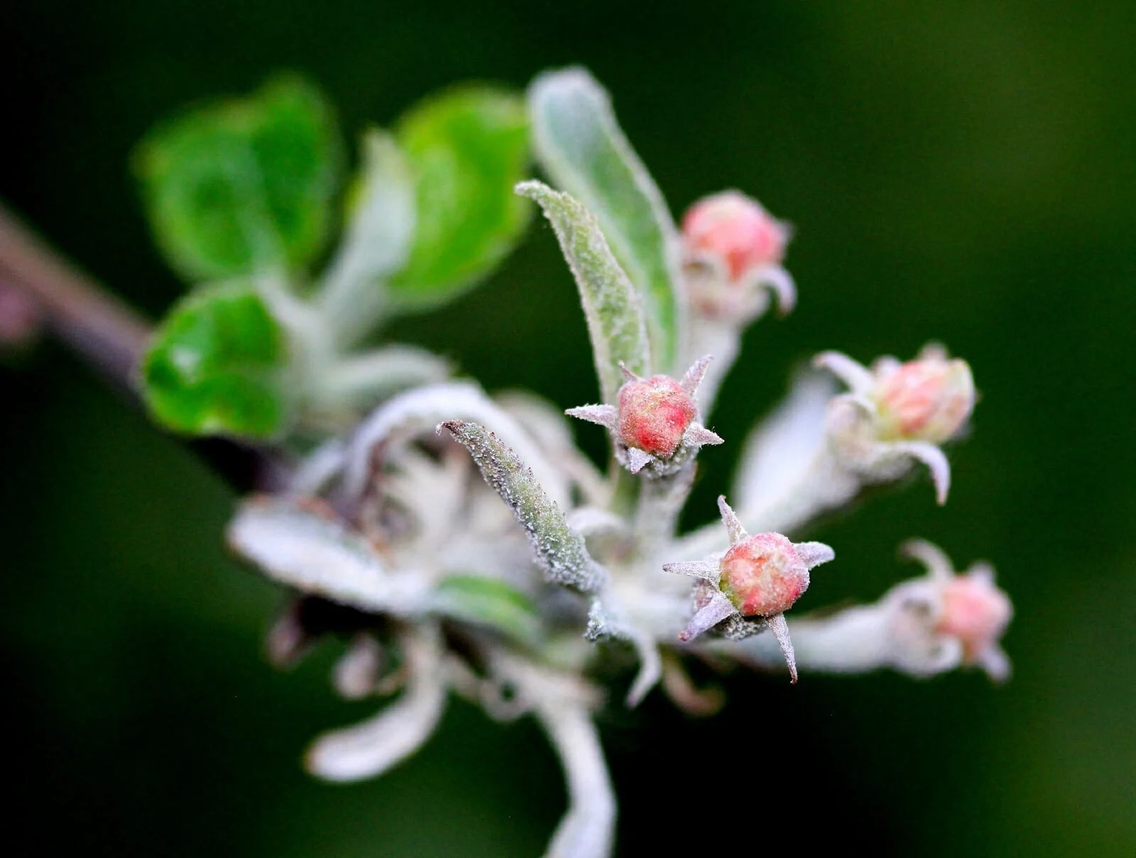 Powdery Mildew and Fungicides Part 3 Plant Breeding Quest Climate