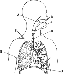 Human Respiratory System Unlabeled Diagram