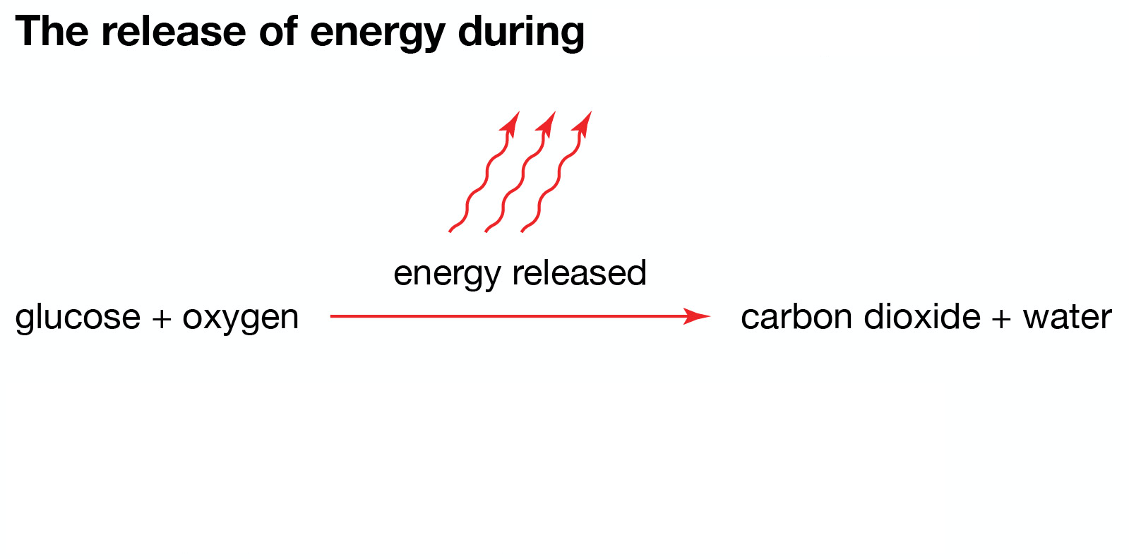 Quia Photosynthesis Study Guide