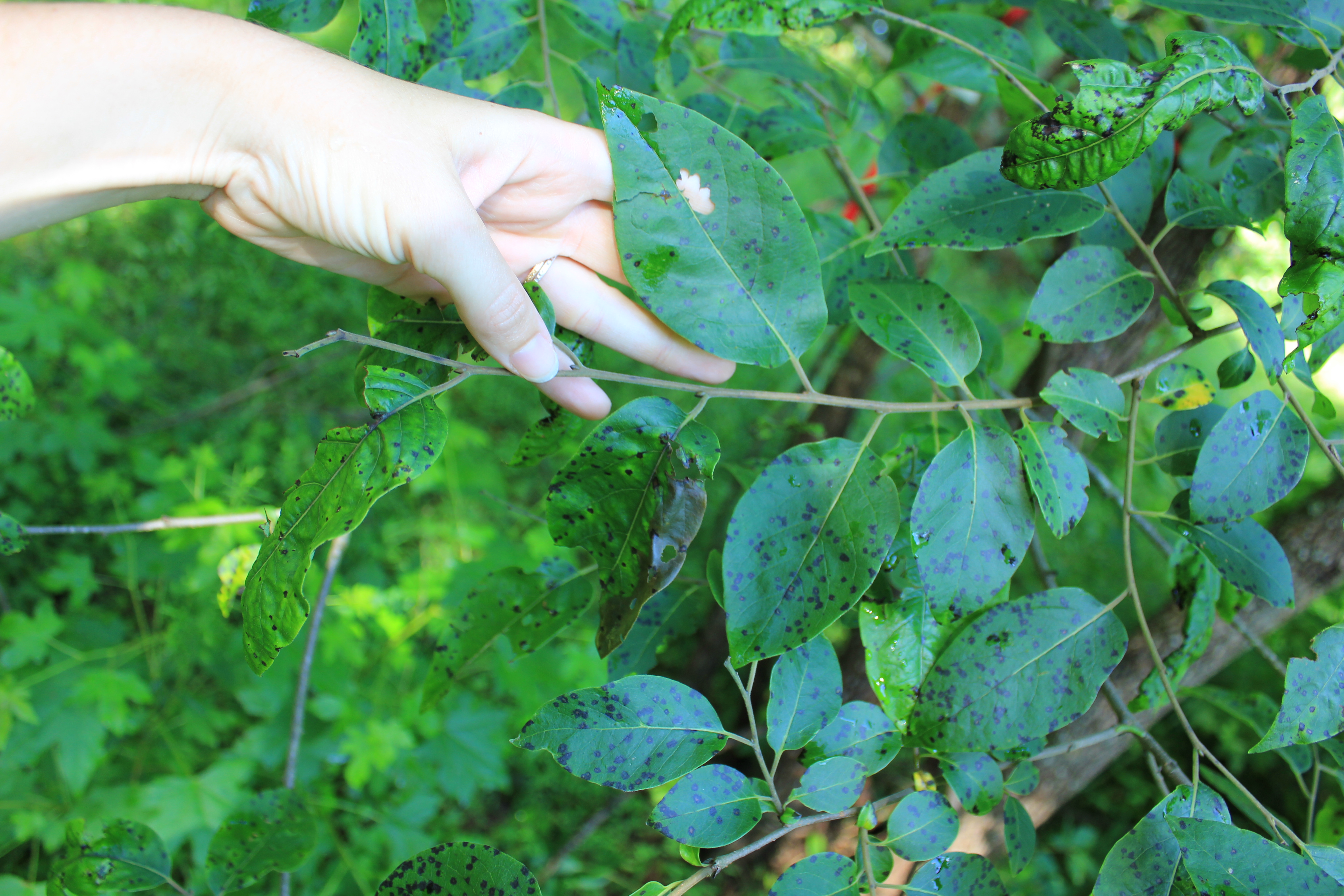 Quia Forestry Tree ID Photos and Descriptions