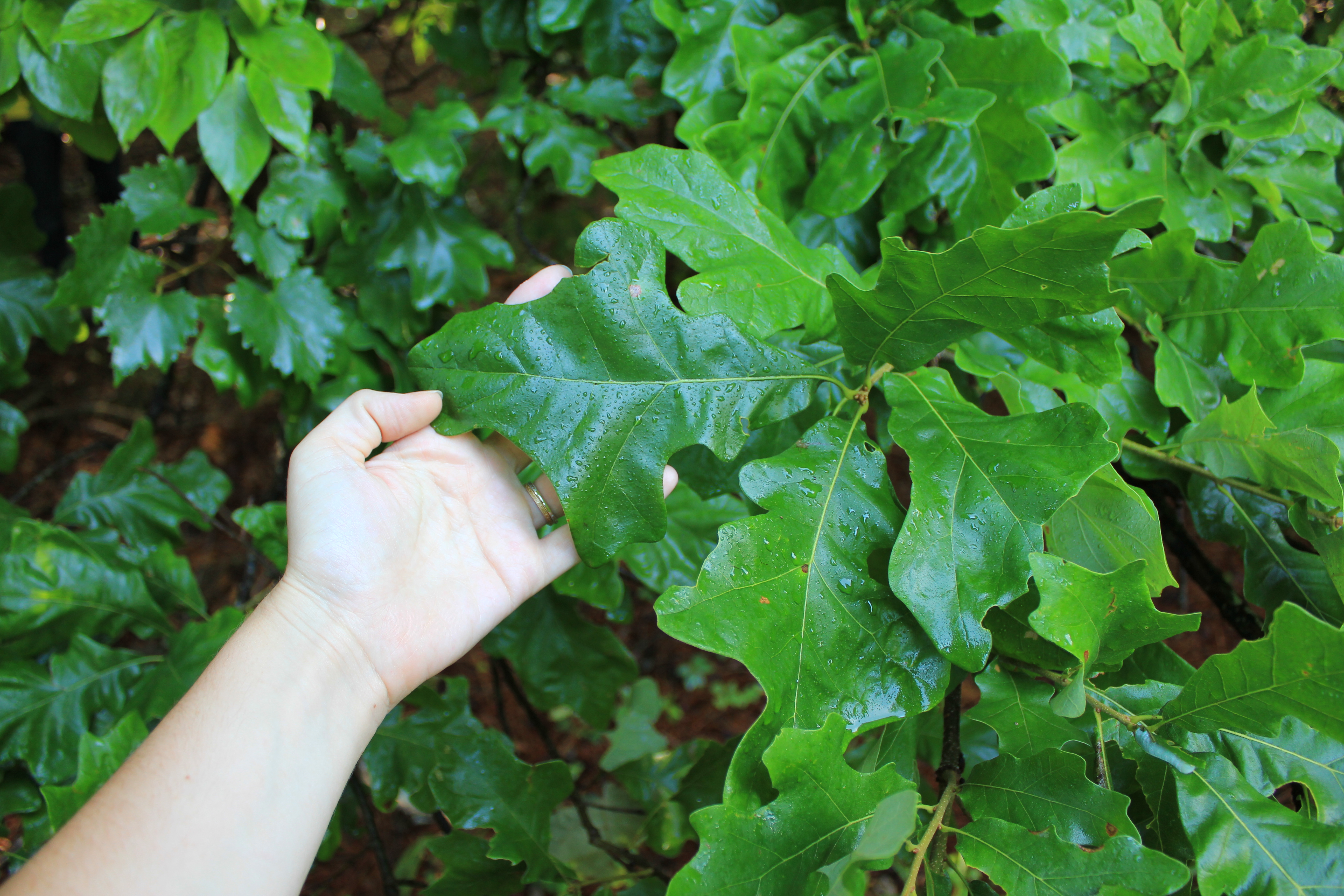 Quia Forestry Tree ID Just Photos