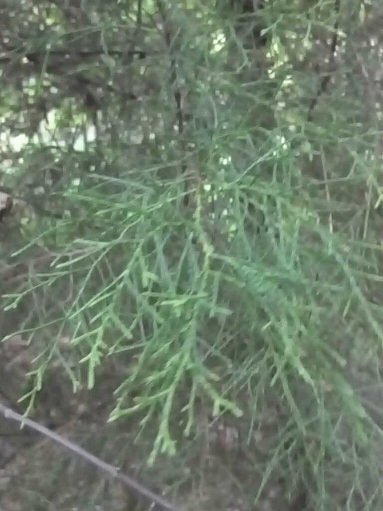 Quia Forestry Tree ID Just Photos