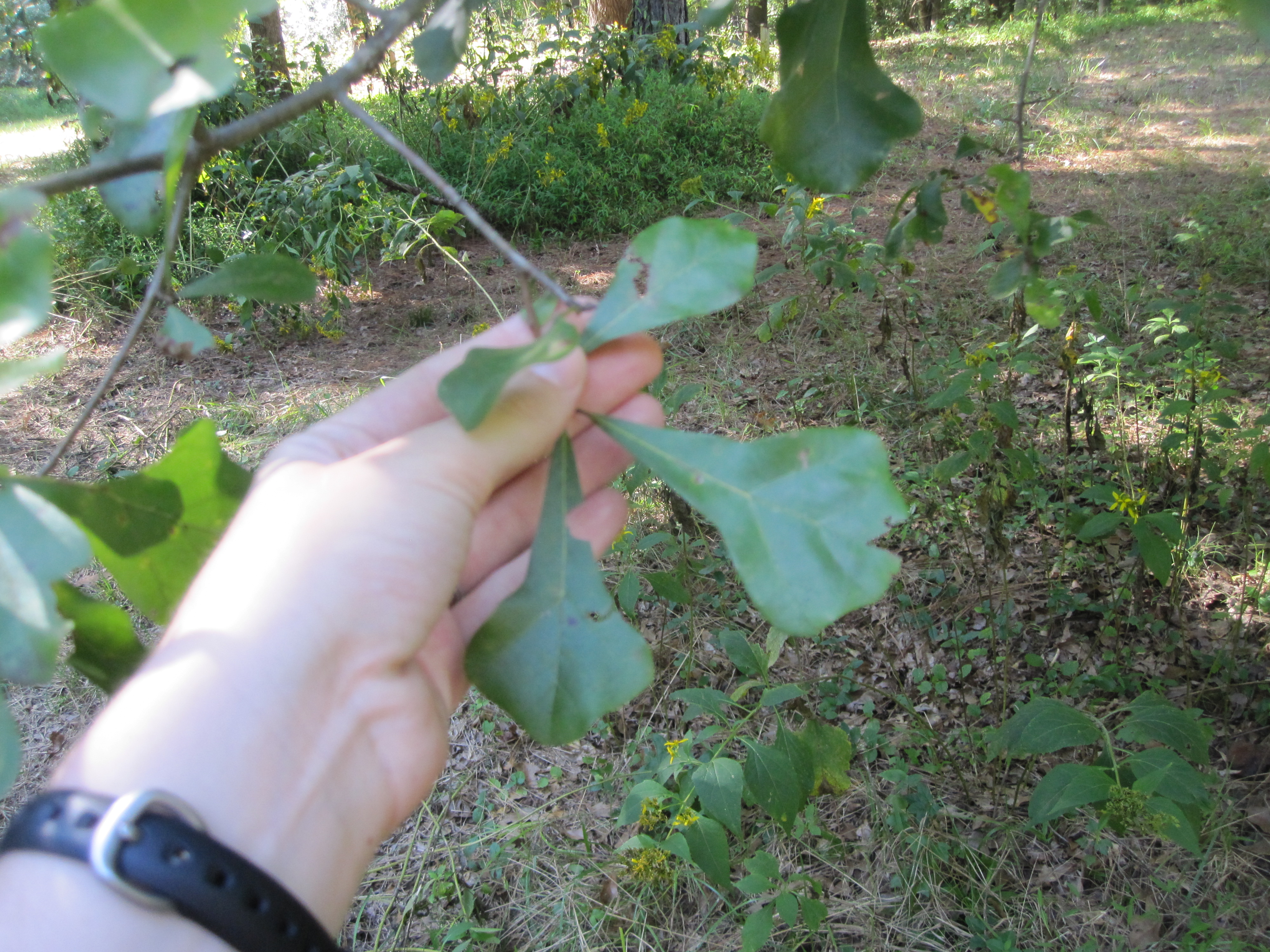 Quia Forestry Tree ID Photos and Descriptions