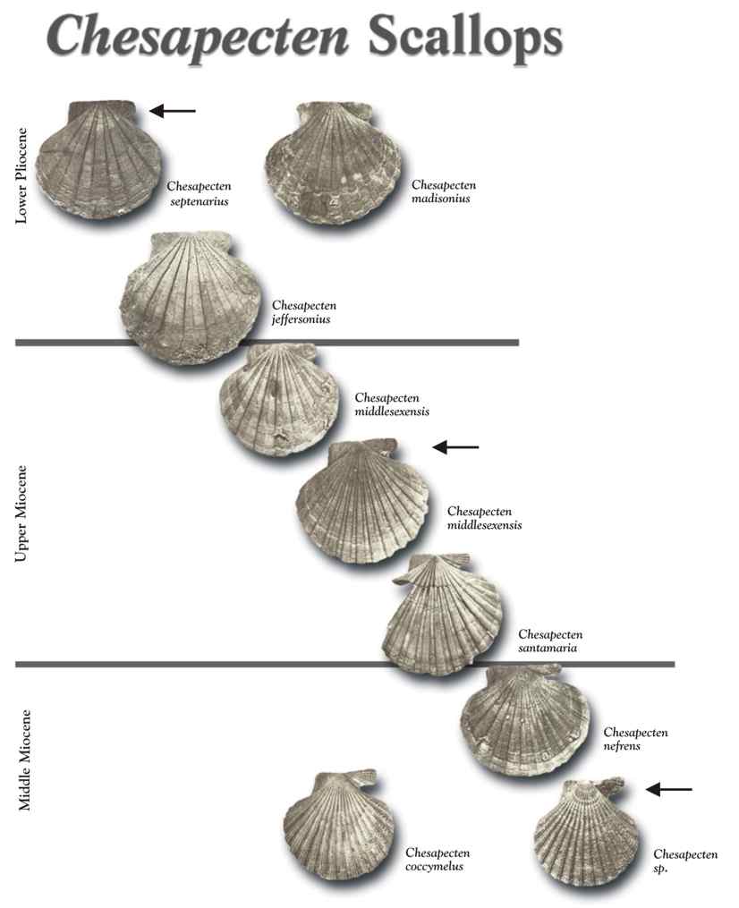 Quia Evolution Evidence