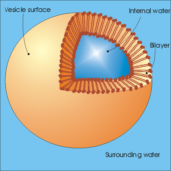 Animal cells are of various sizes and have irregular shapes. Quia - Animal Cell