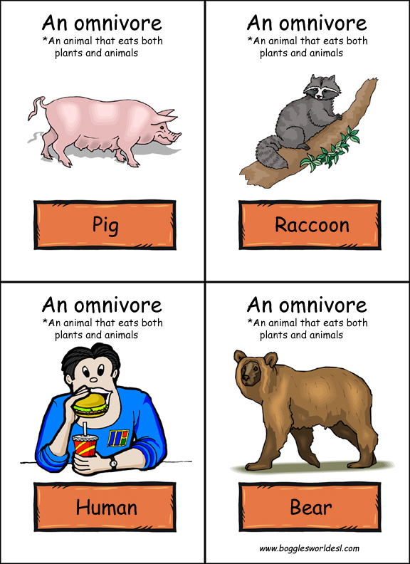 Quia Life Science Lesson 5 Unique Niche, Food Chains, and Food
