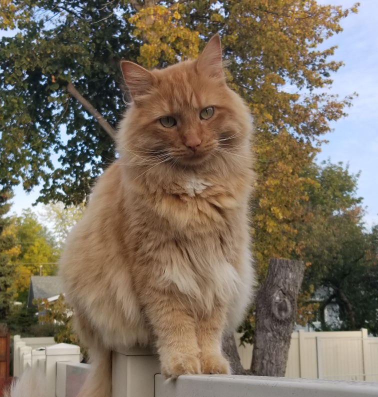 Quick Paws Missoula's best pet boarding, grooming & home care