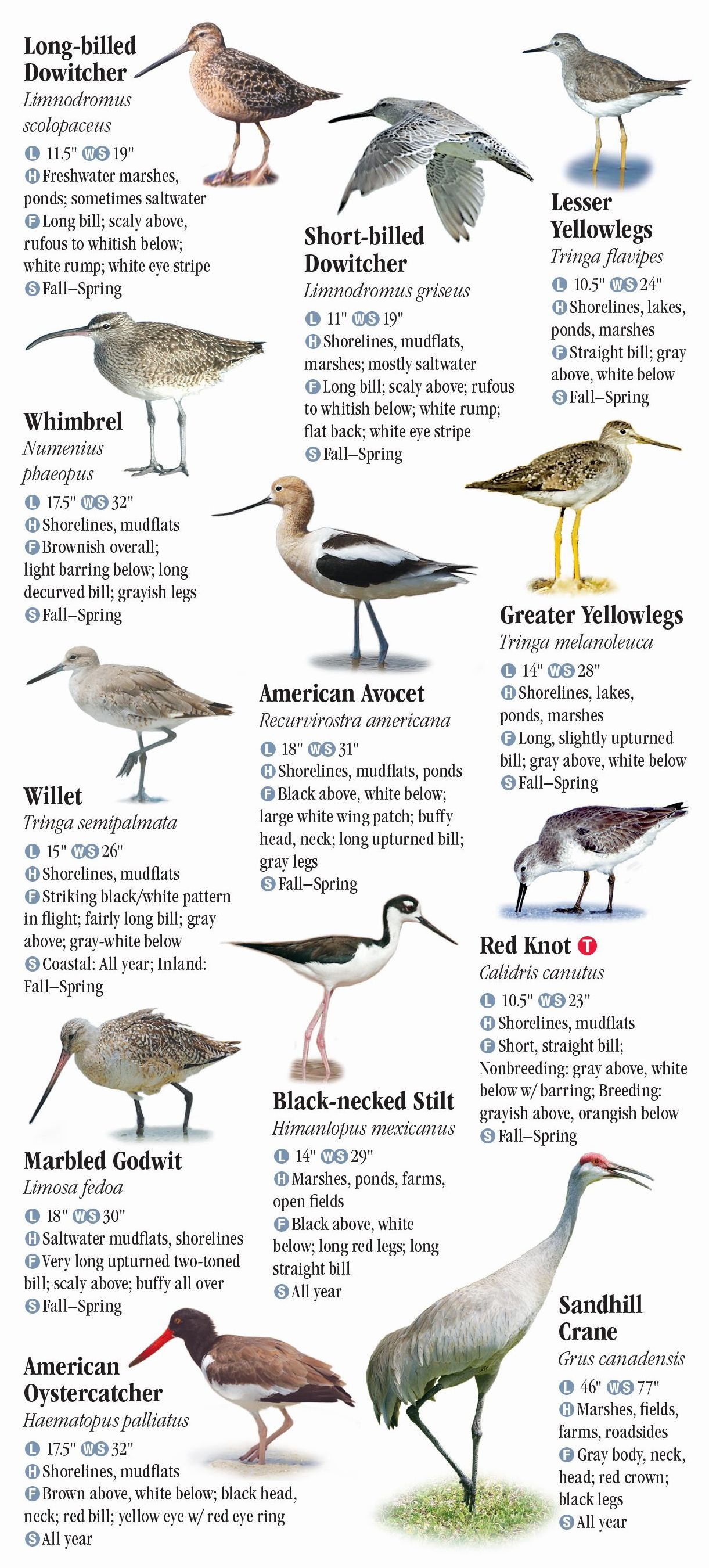 Birds of Central Florida Quick Reference Publishing
