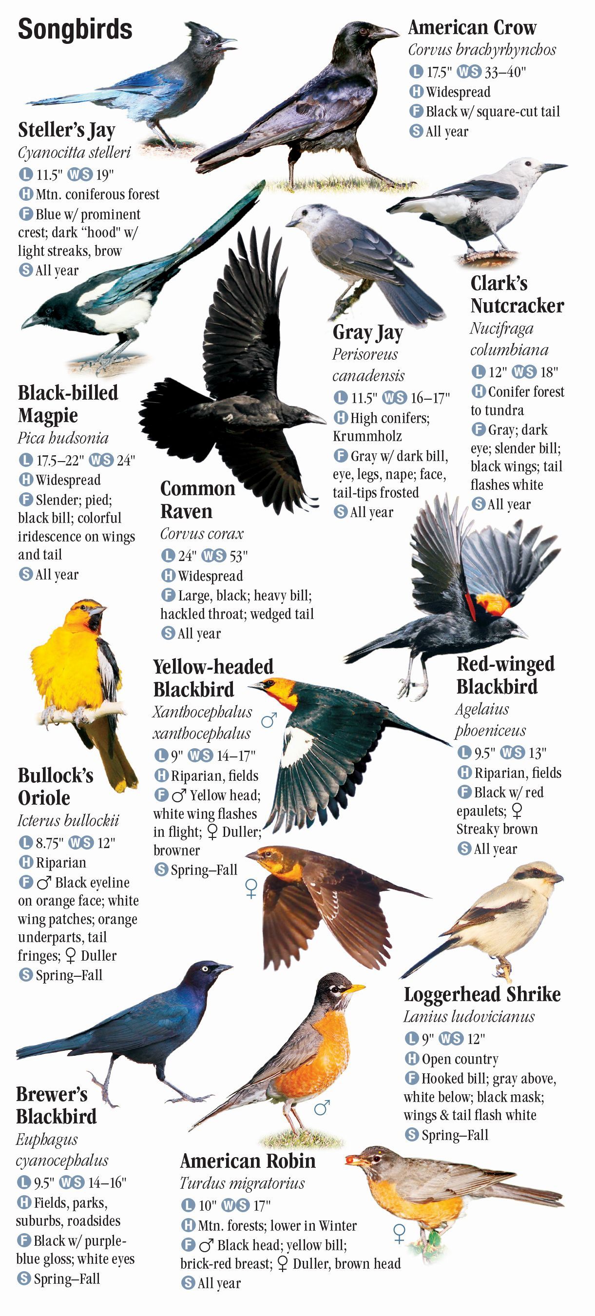 Birds of Idaho Quick Reference Publishing Retail