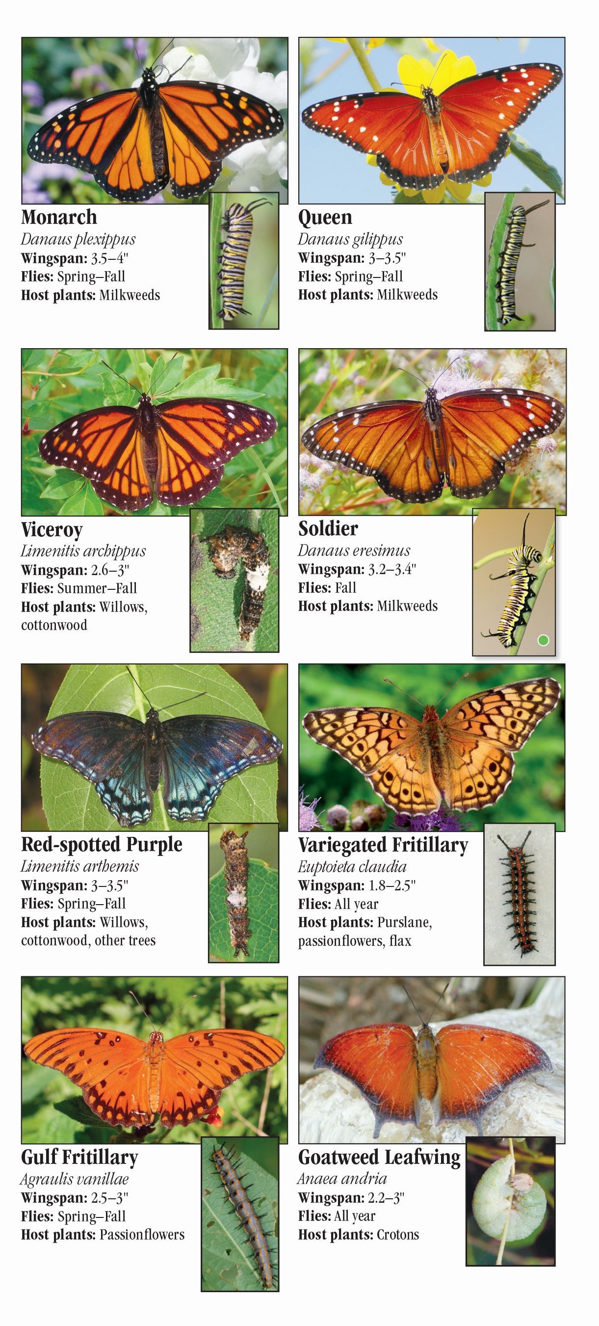 Butterflies of Central Texas Quick Reference Publishing Retail