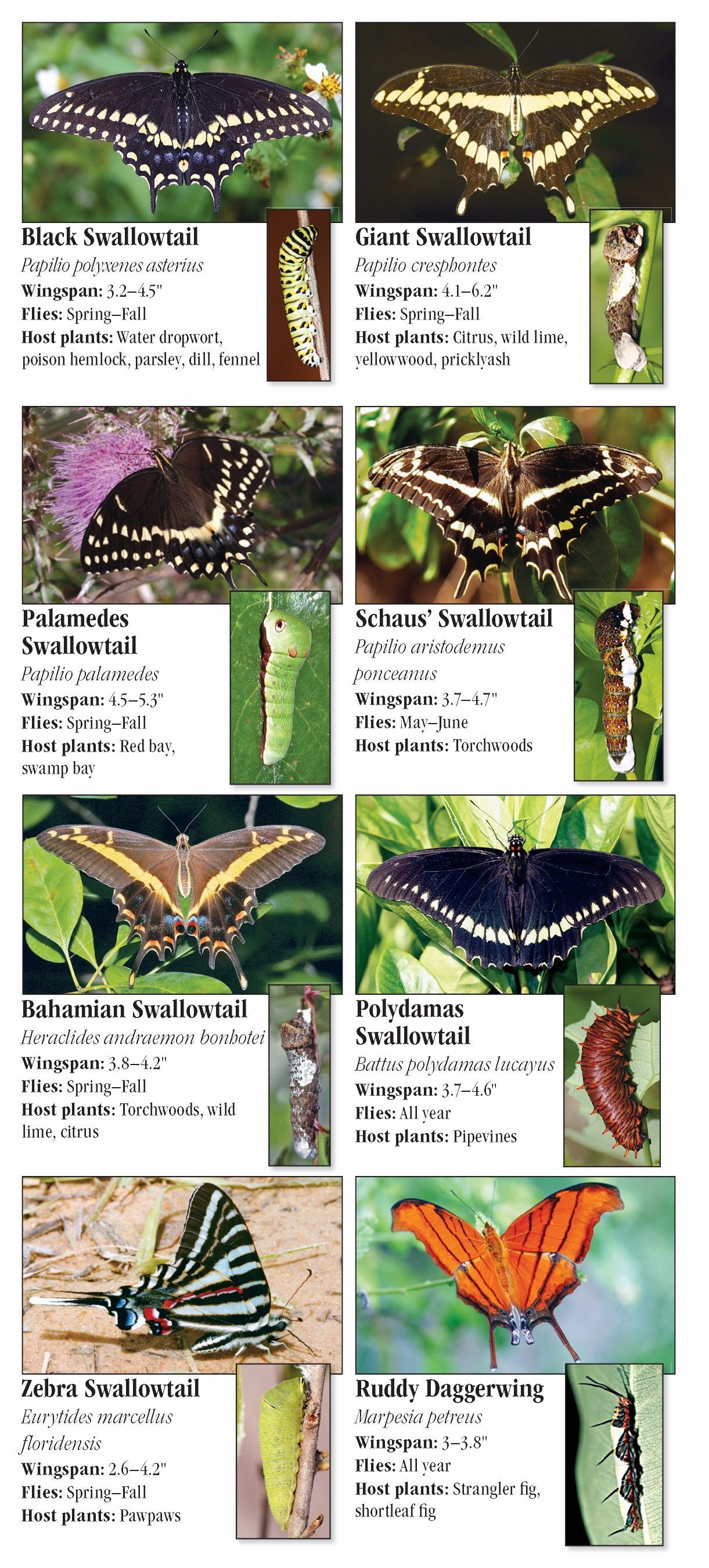 Butterflies And Their Host Plants