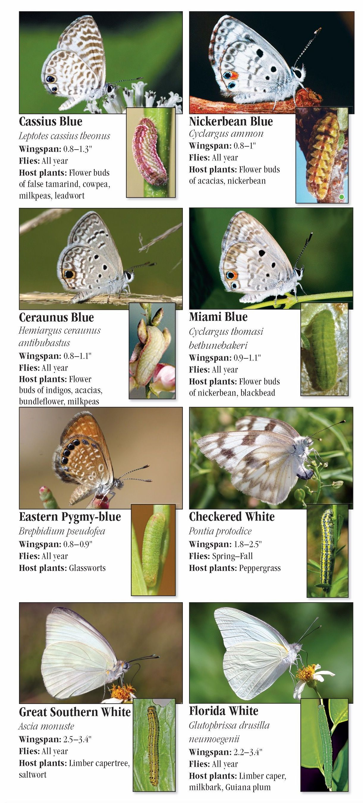 Butterflies of the Florida Keys Quick Reference Publishing Retail