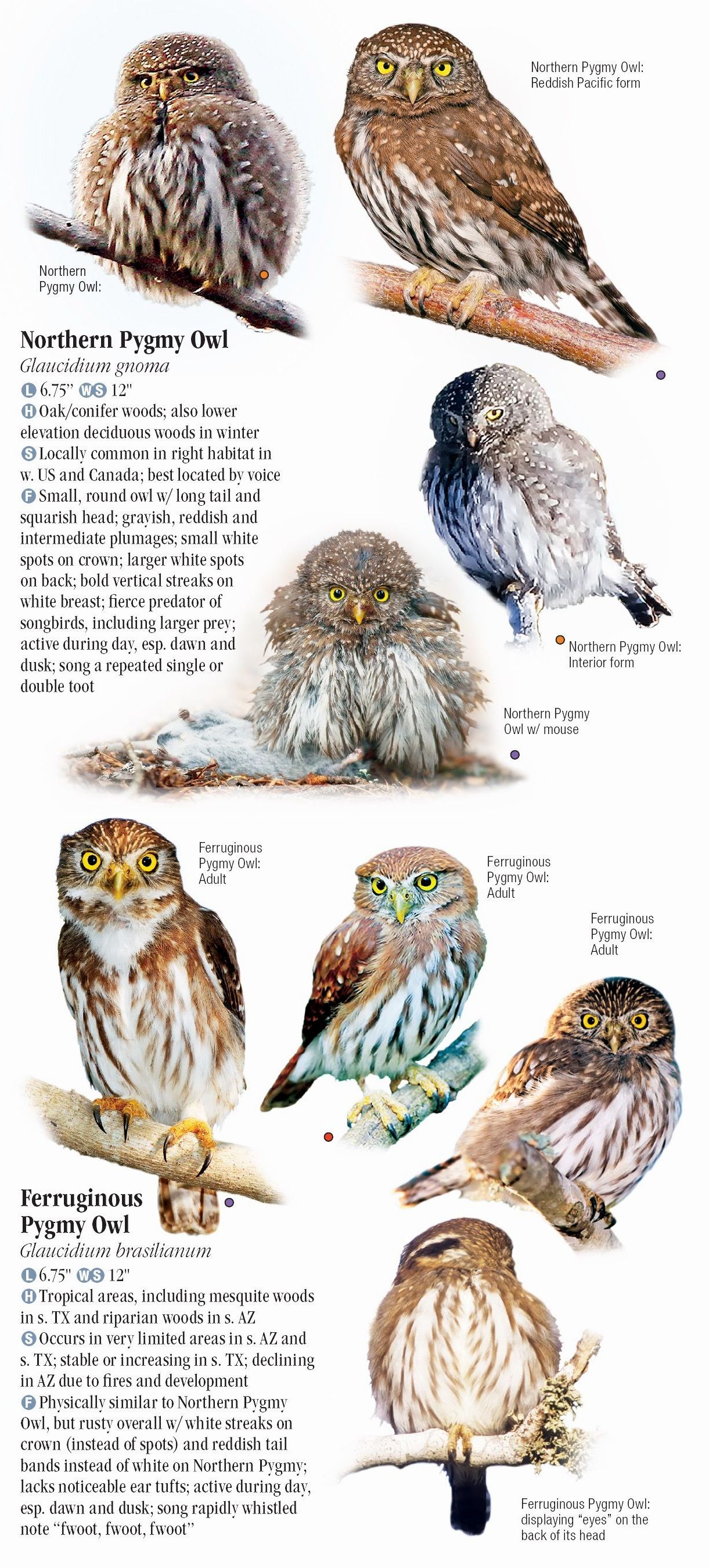 Owls of North America Quick Reference Publishing Retail