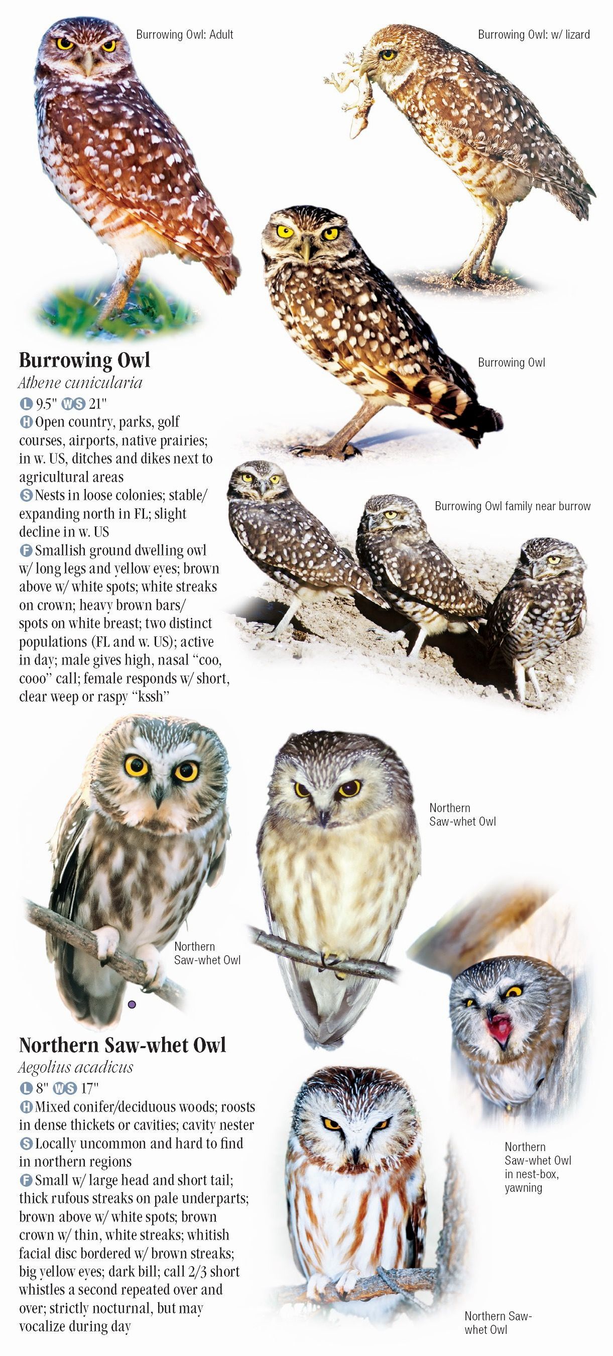 Owls of North America Quick Reference Publishing Retail