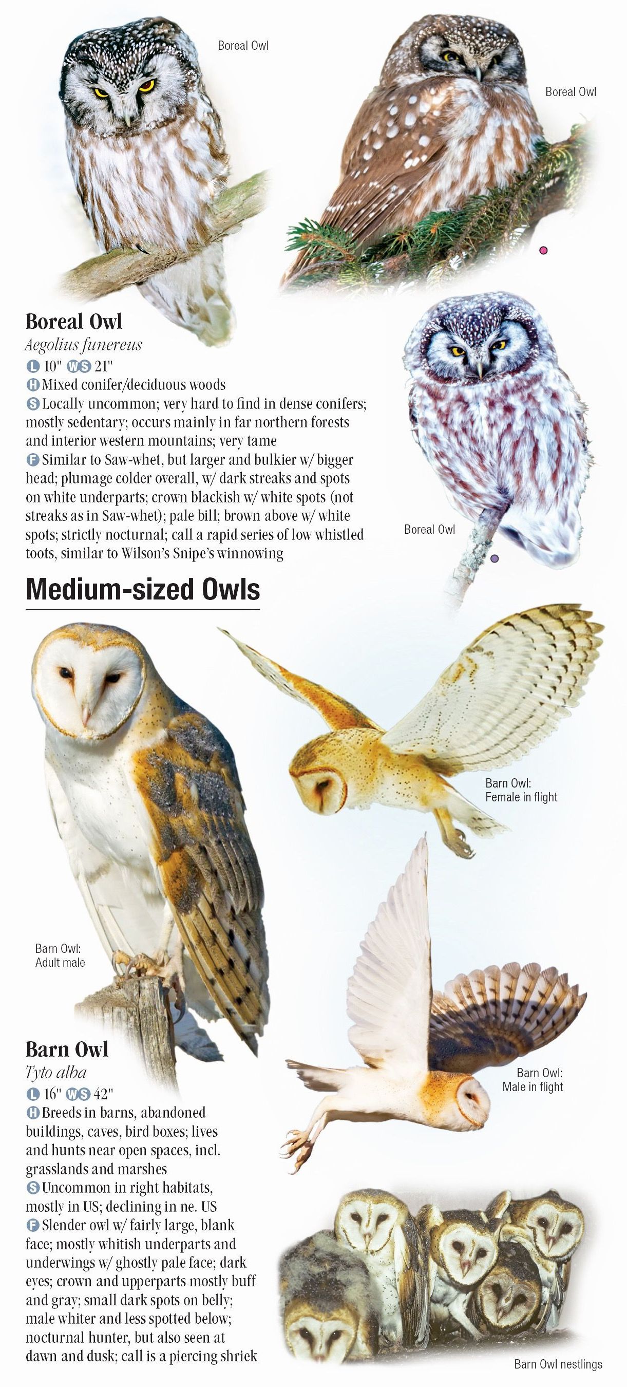 Owls of North America Quick Reference Publishing Retail