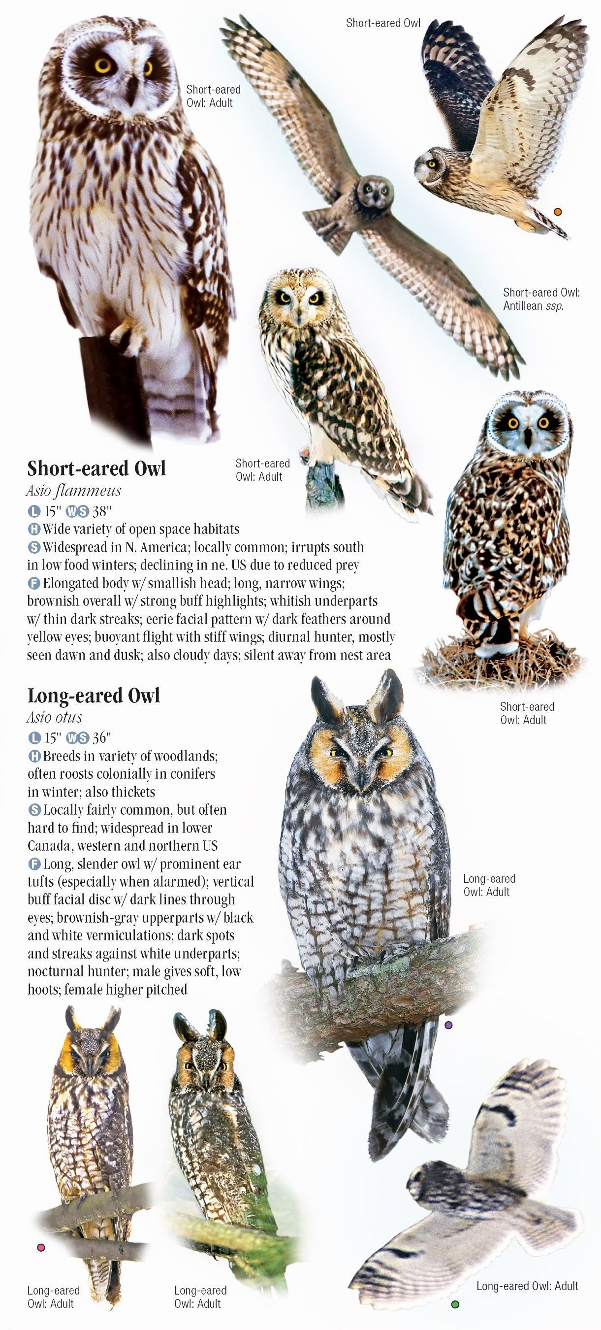 Owls of North America Quick Reference Publishing Retail