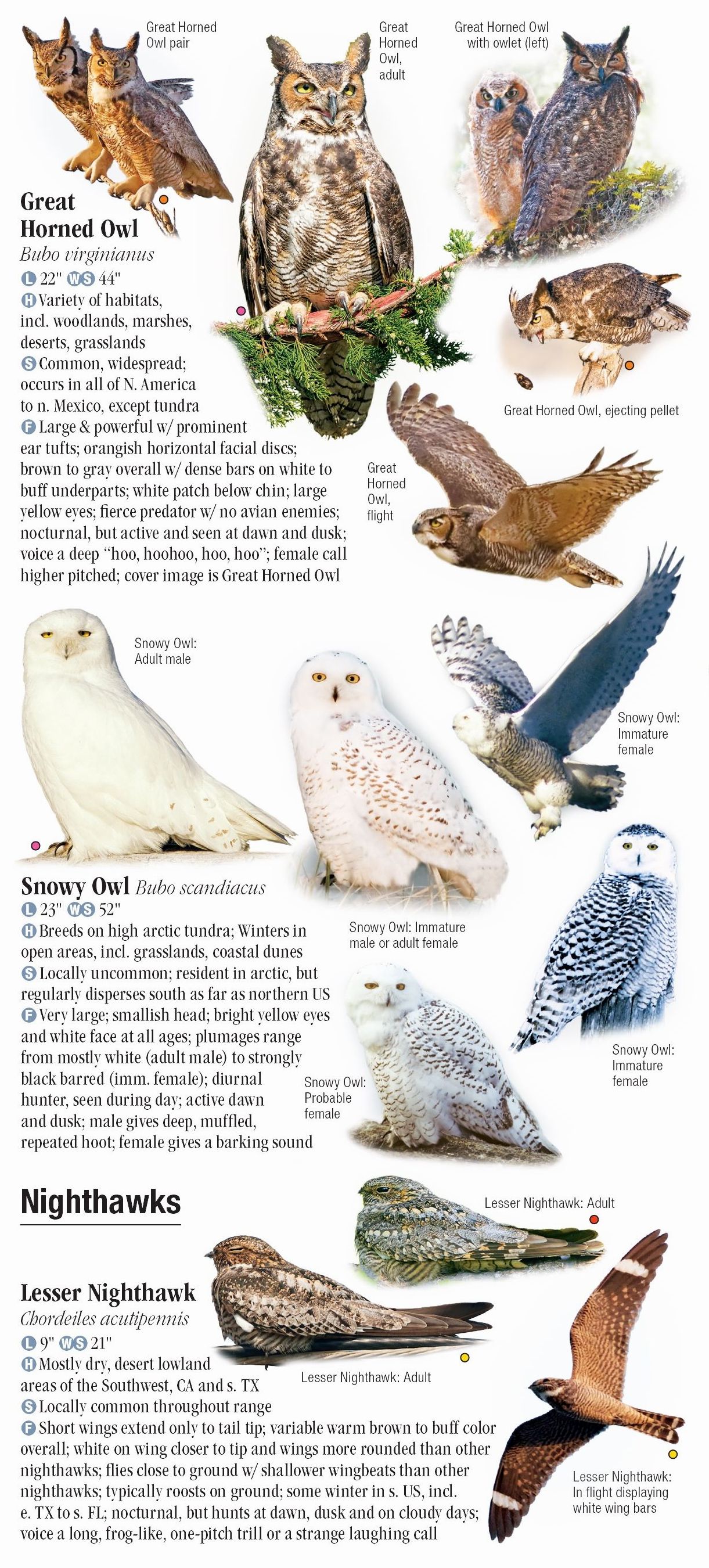 Owls of North America Quick Reference Publishing Retail