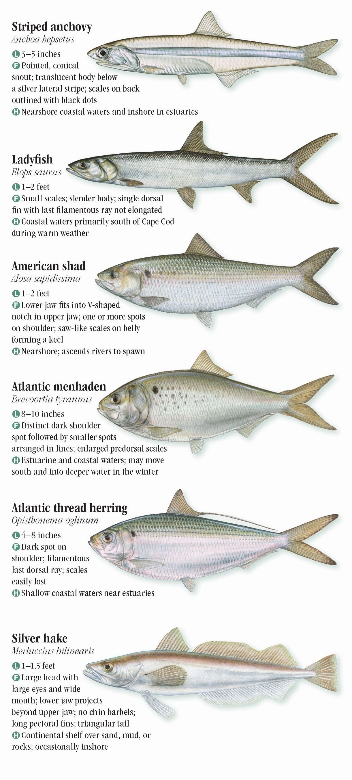 Saltwater Fishes of the North and MidAtlantic States Quick Reference