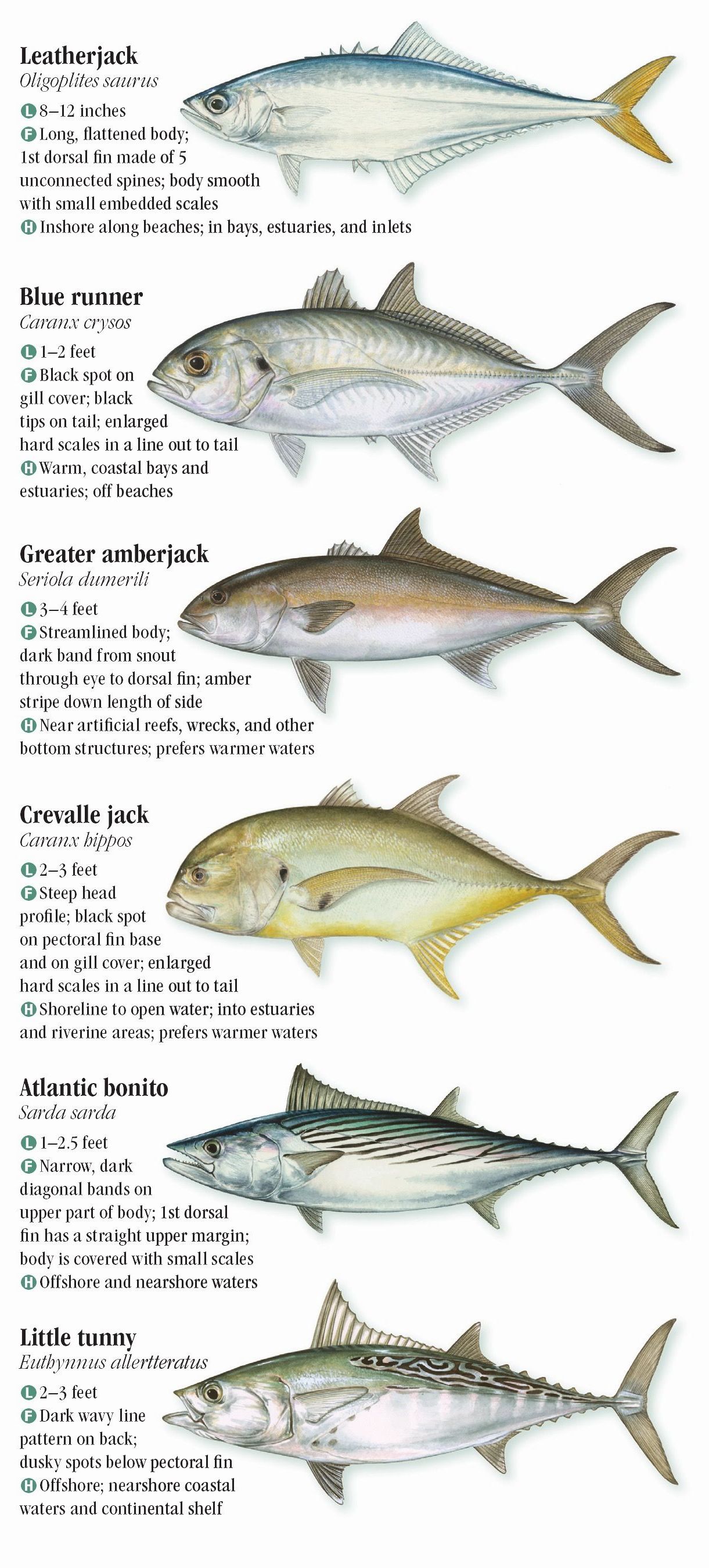 Saltwater Fishes of the North and MidAtlantic States Quick Reference