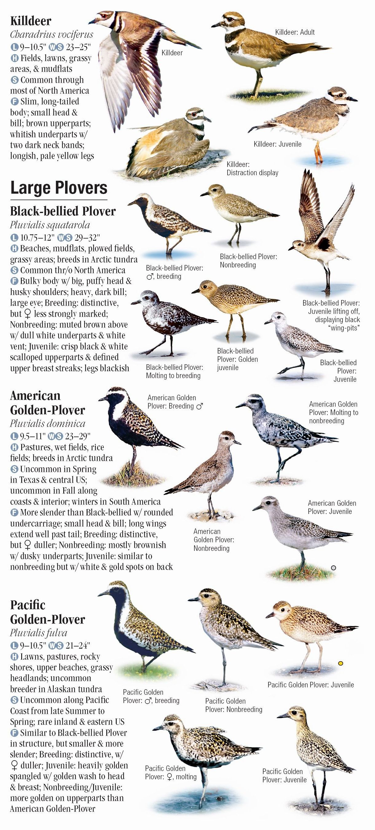 Shorebirds of North America Quick Reference Publishing