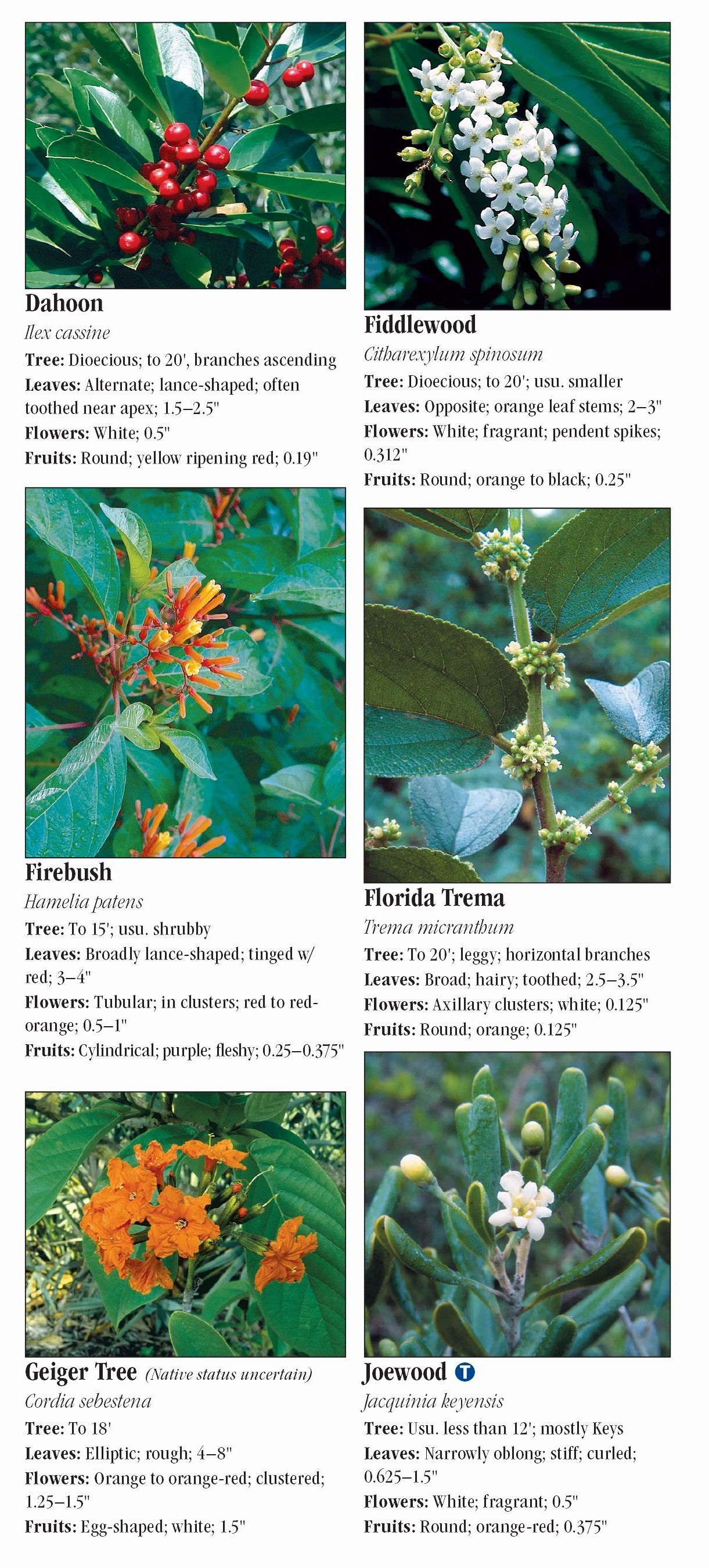 Trees of South Florida Quick Reference Publishing Retail