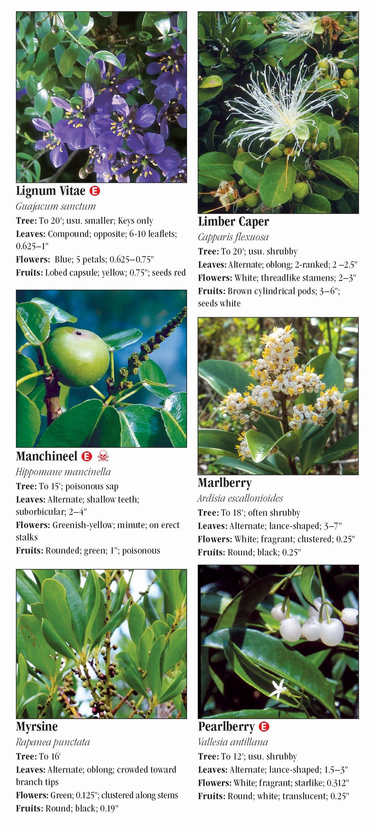 Trees of South Florida Quick Reference Publishing Retail