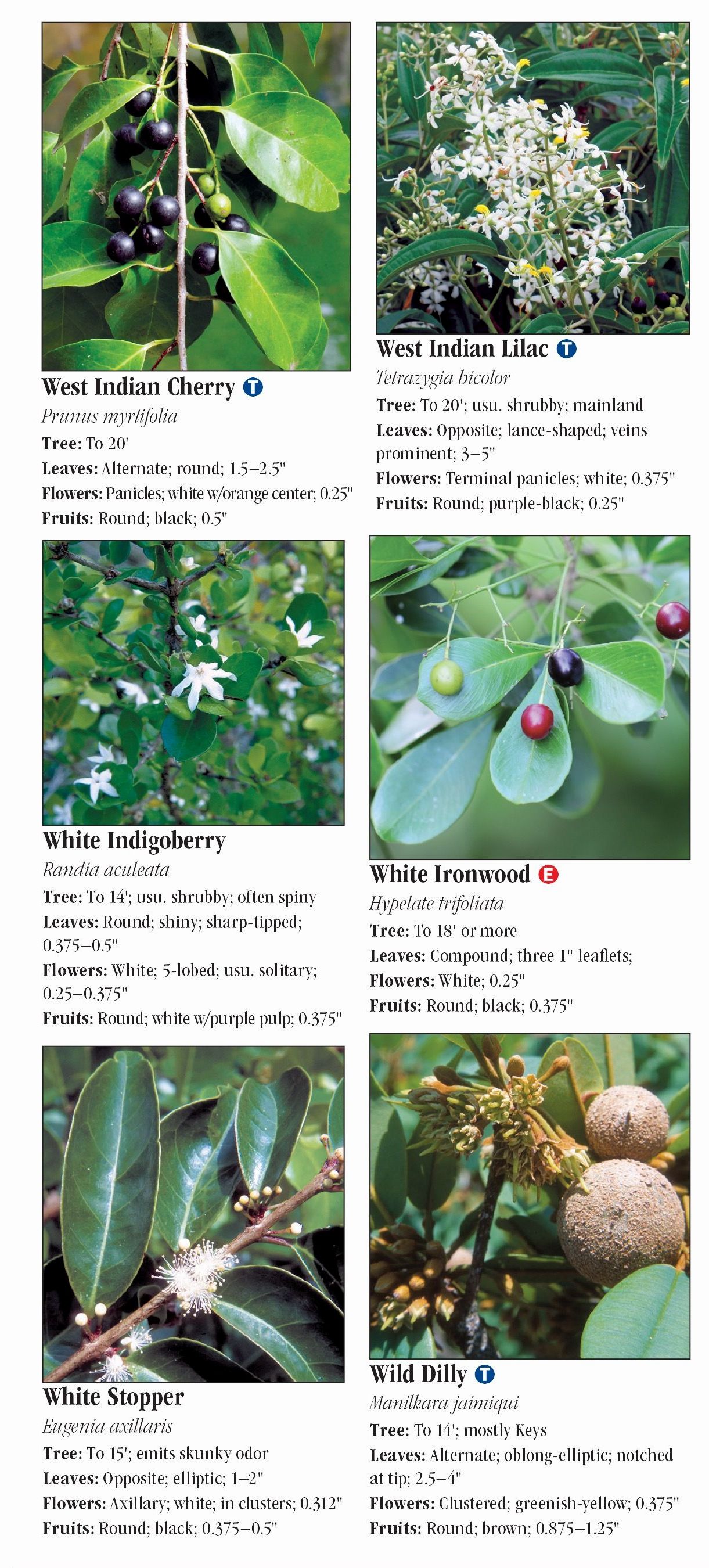 Trees of South Florida Quick Reference Publishing Retail