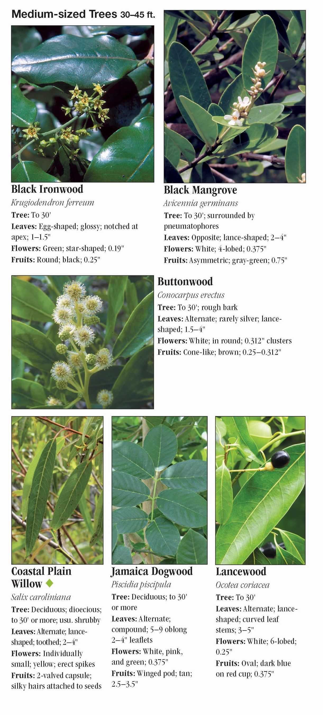 Trees of South Florida Quick Reference Publishing Retail