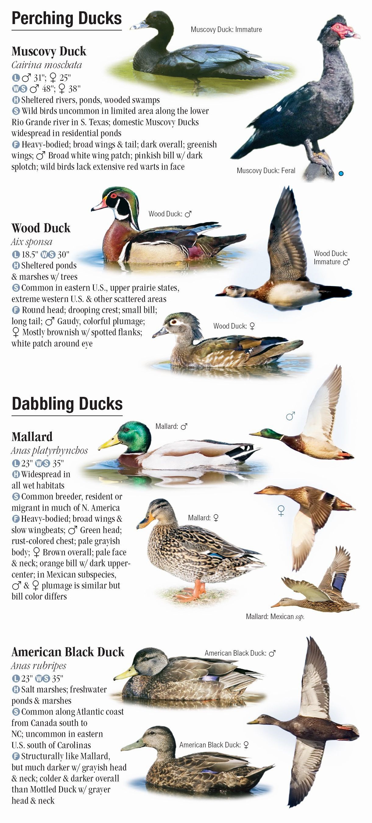 Waterfowl of North America Quick Reference Publishing Retail