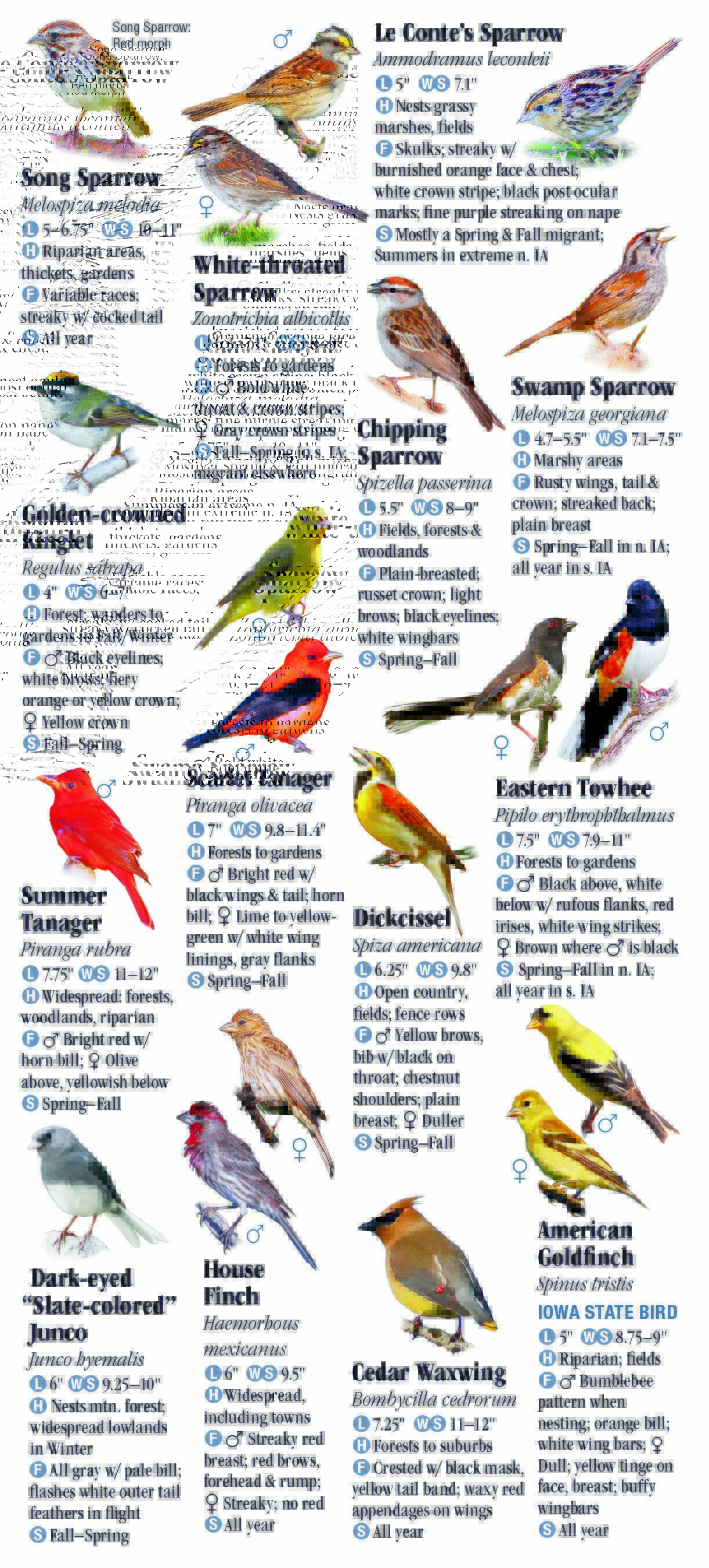 Iowa Birds Identification