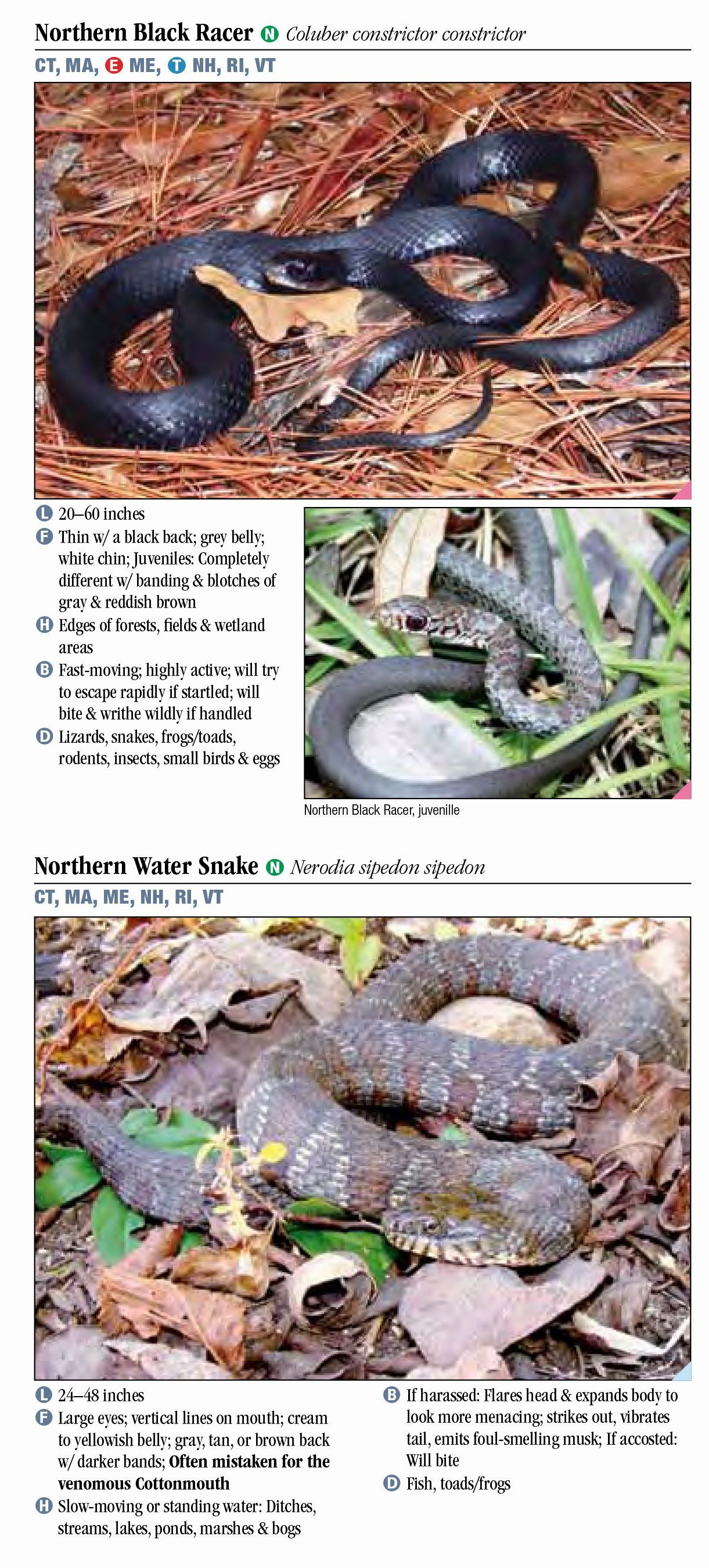 Snakes of New England Quick Reference Publishing Retail