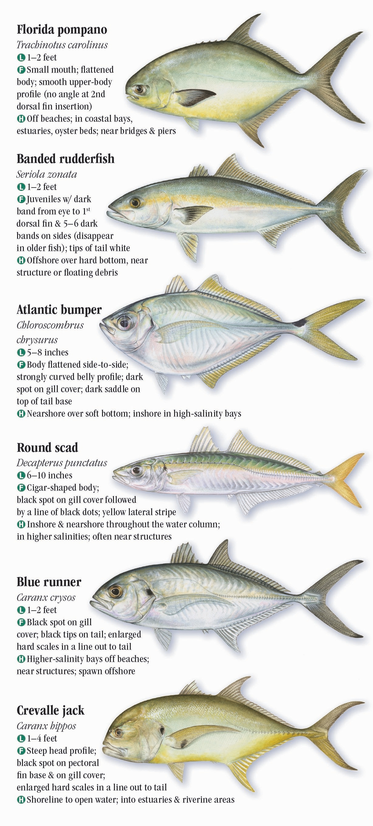 Saltwater Fishes of Alabama and Mississippi Quick Reference