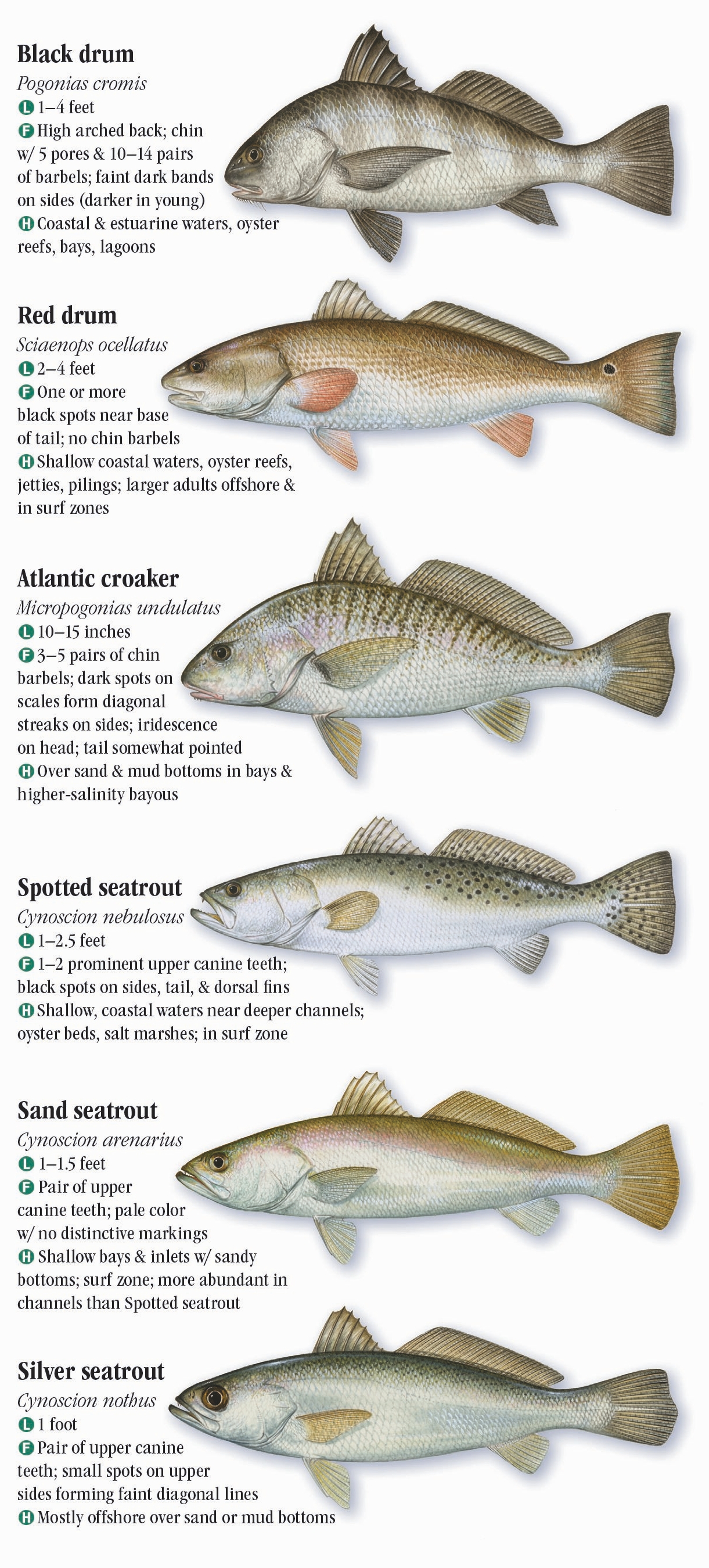 Saltwater Fishes of Alabama and Mississippi Quick Reference