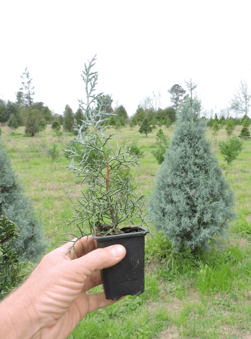 Blue Ice Cypress 2 1/2 Inch Pots Quicktrees