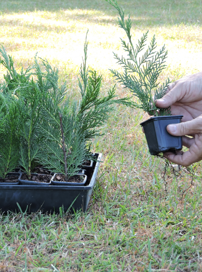 Leyland Cypress 2 1/2 Inch Pots Quicktrees
