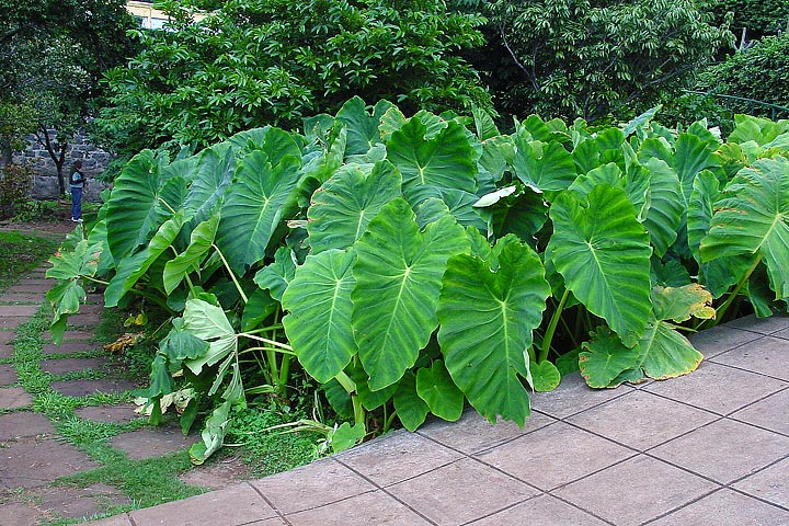 About Elephant Ear Plants Quiet Corner