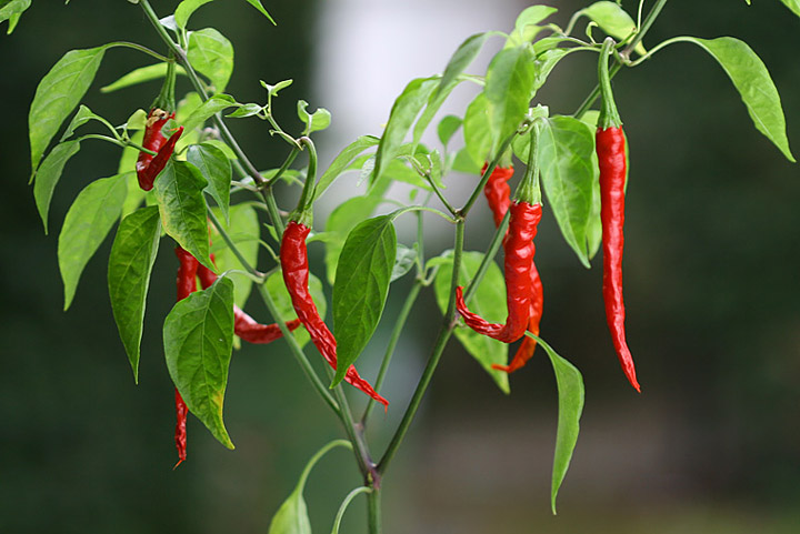 Growing Chili Peppers From Seed Quiet Corner