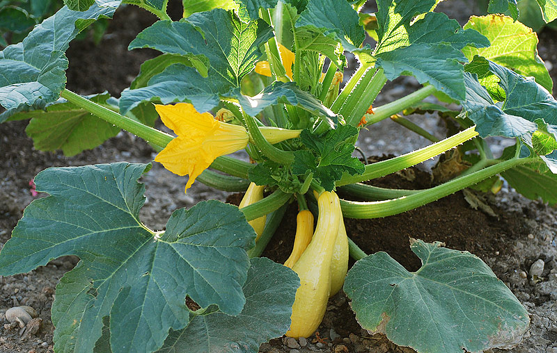 Quiet CornerSquash Growing Guide Quiet Corner