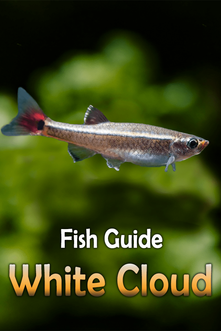 White Cloud Fish Guide