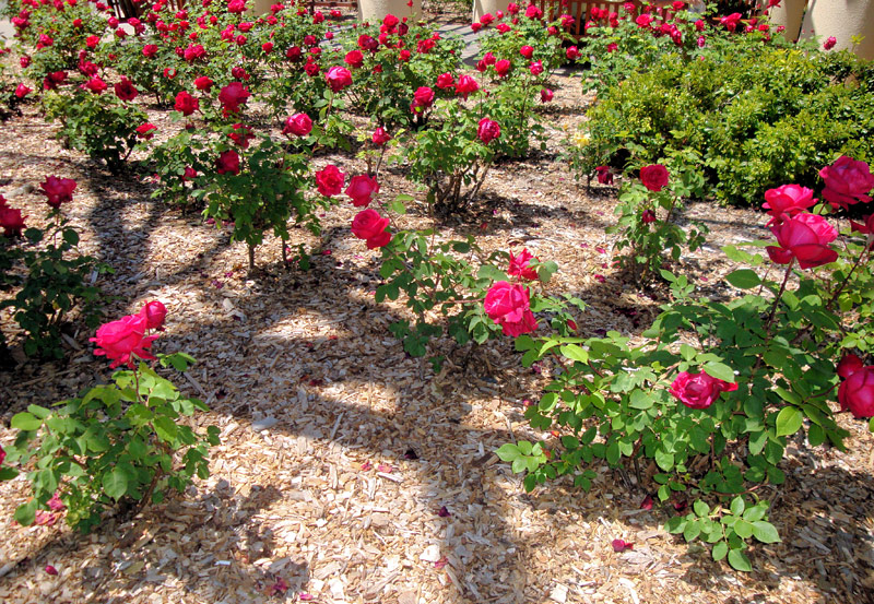 Quiet CornerEssential Tips for Growing Roses Like a Pro Quiet Corner