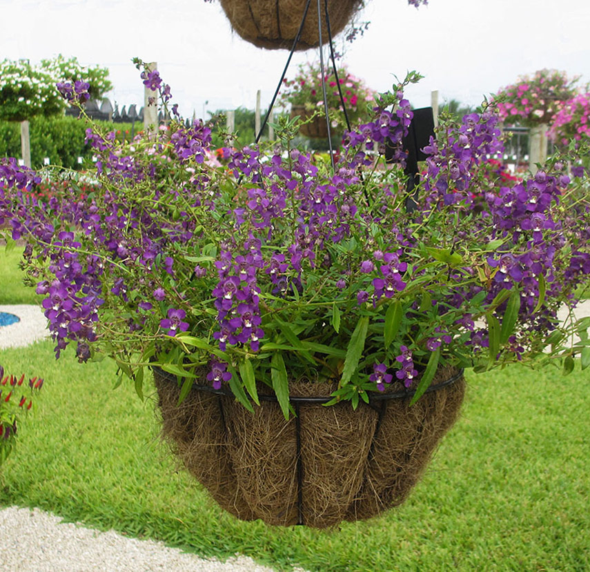 Quiet CornerHow To Plant Hanging Baskets and Containers