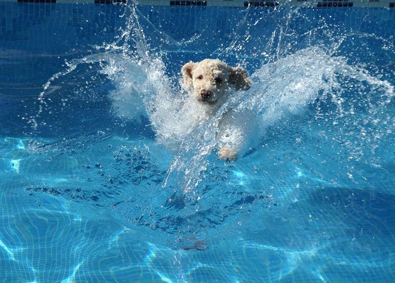Quiet CornerIs it Chlorine in Pools Safe for Pets