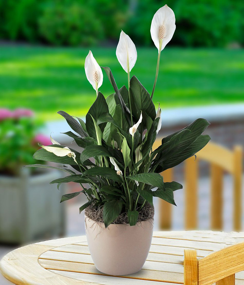 7 Indoor Plants That Are Dangerous to Children & Pets Quiet Corner