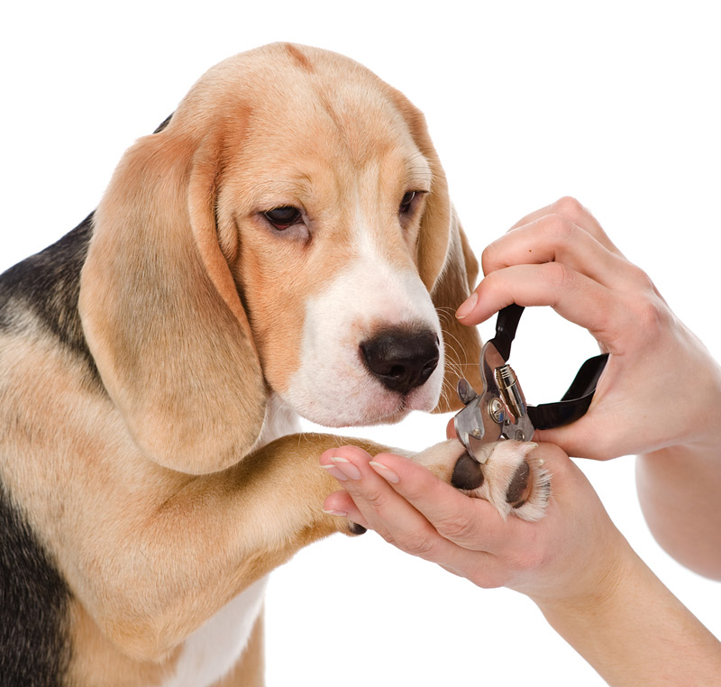 Dog Grooming How to Groom Your Dog at Home Quiet Corner