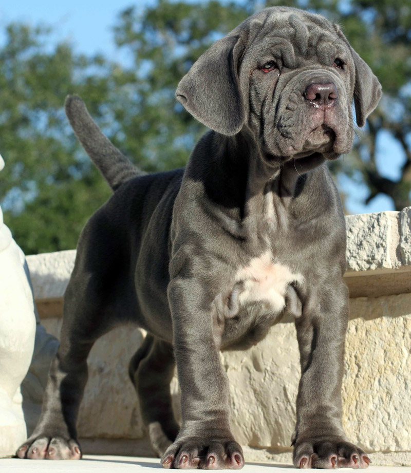 Dog Breed Facts and Info Neapolitan Mastiff Quiet Corner