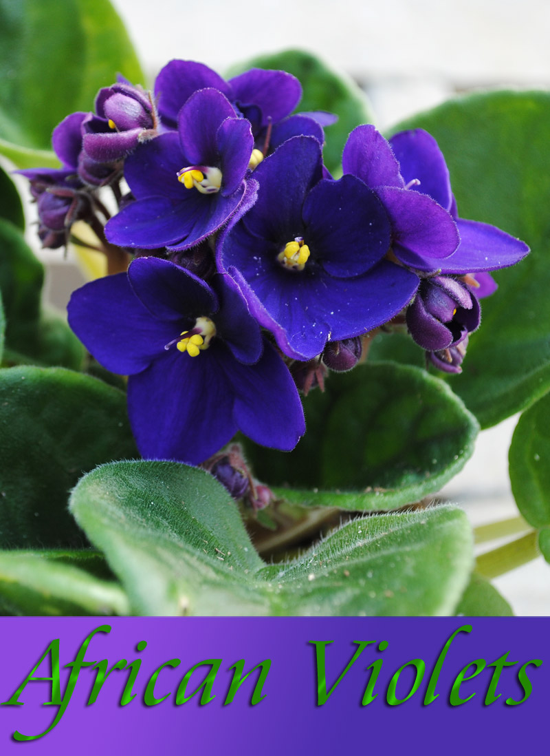 African Violets Tips For Feeding, Propagating & More