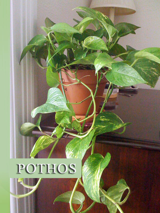 Pothos The Easiest Houseplant to Grow Quiet Corner